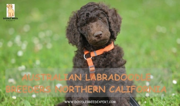 Australian Labradoodle Breeders Northern California