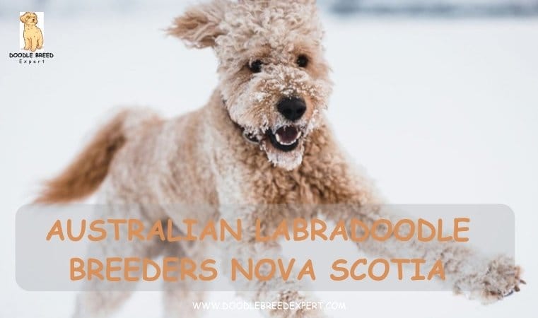 Australian Labradoodle Breeders Nova Scotia