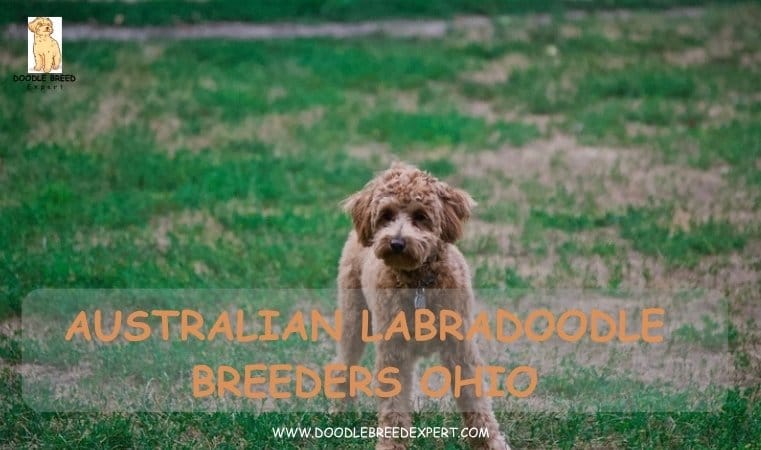 Australian Labradoodle Breeders Ohio