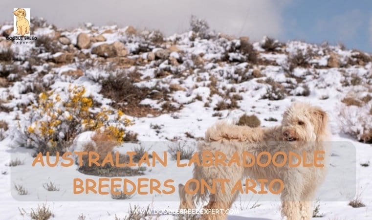 Australian Labradoodle Breeders Ontario