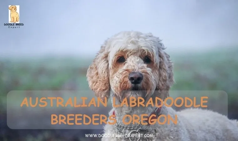 Australian Labradoodle Breeders Oregon