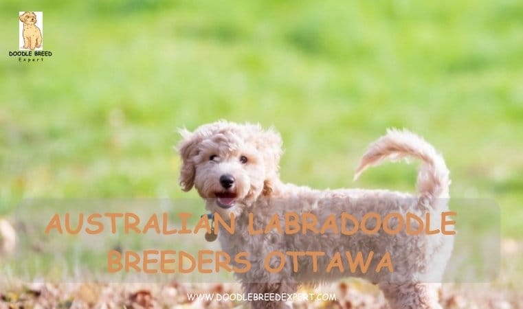 Australian Labradoodle Breeders Ottawa