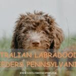 Australian Labradoodle Breeders Pennsylvania