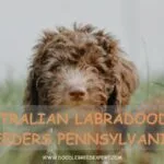 Australian Labradoodle Breeders Pennsylvania