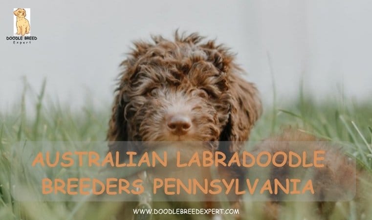 Australian Labradoodle Breeders Pennsylvania