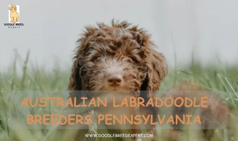 Australian Labradoodle Breeders Pennsylvania