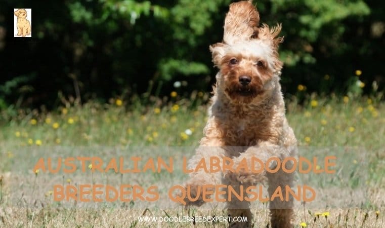 Australian Labradoodle Breeders Queensland