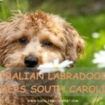 Australian Labradoodle Breeders South Carolina