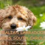 Australian Labradoodle Breeders South Carolina