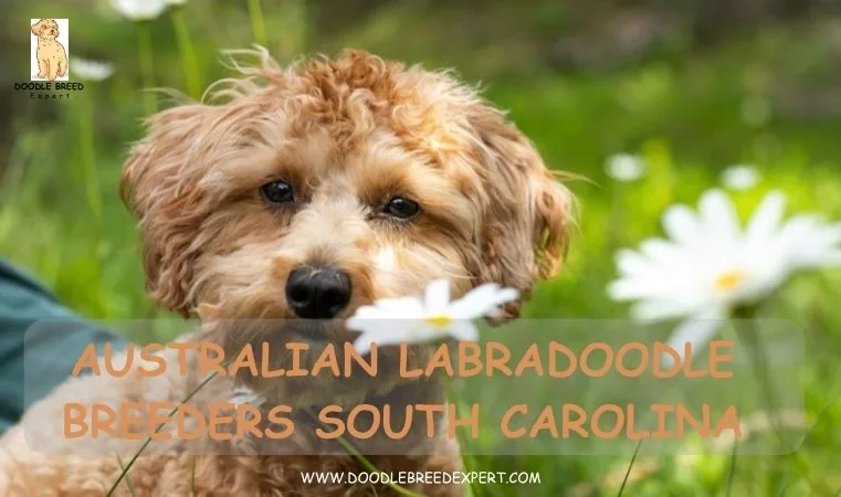 Australian Labradoodle Breeders South Carolina