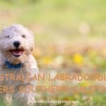 Australian Labradoodle Breeders Southern California