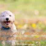 Australian Labradoodle Breeders Southern California