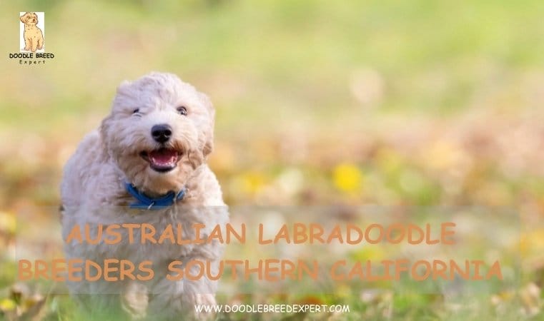 Australian Labradoodle Breeders Southern California