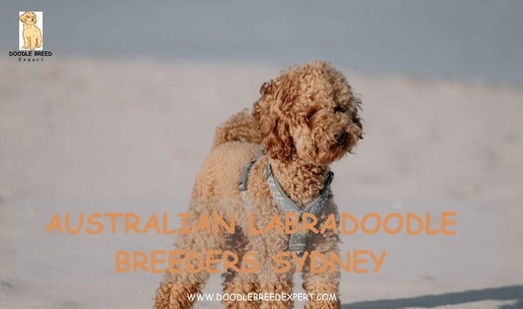 Australian Labradoodle Breeders Sydney