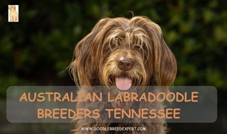 Australian Labradoodle Breeders Tennessee