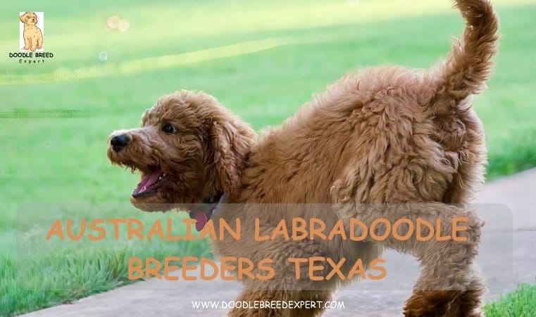 Australian Labradoodle Breeders Texas