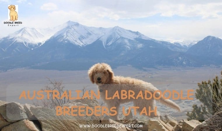 Australian Labradoodle Breeders Utah