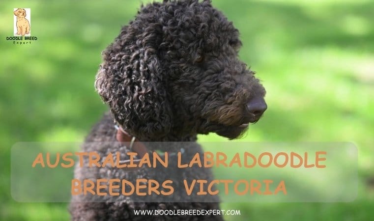 Australian Labradoodle Breeders Victoria