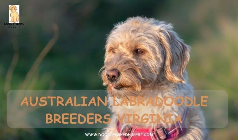 Australian Labradoodle Breeders Virginia