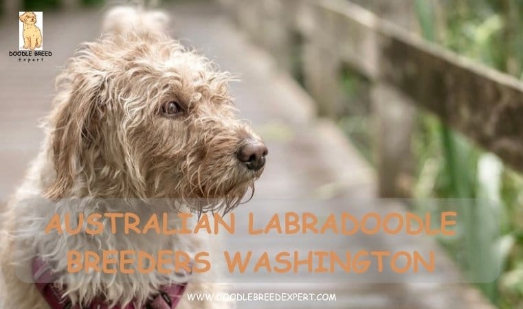 Australian Labradoodle Breeders Washington