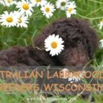Australian Labradoodle Breeders Wisconsin