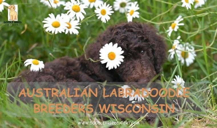 Australian Labradoodle Breeders Wisconsin