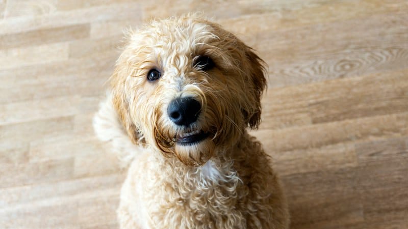 Australian Labradoodle dog with a non-shedding coat