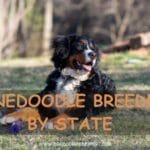 Bernedoodle Breeders by State