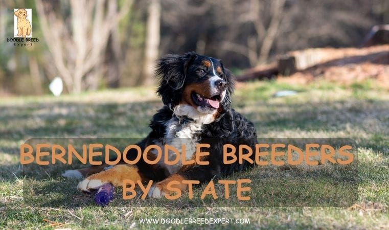 Bernedoodle Breeders by State