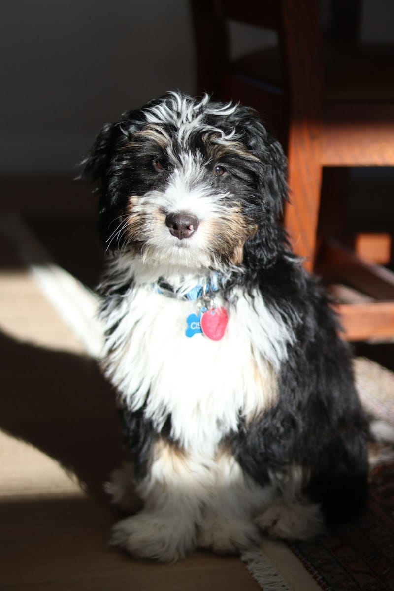 Bernedoodle dog with a tri-color Bernese-style coat