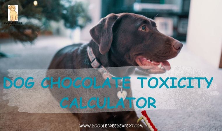 Dog Chocolate Toxicity Calculator