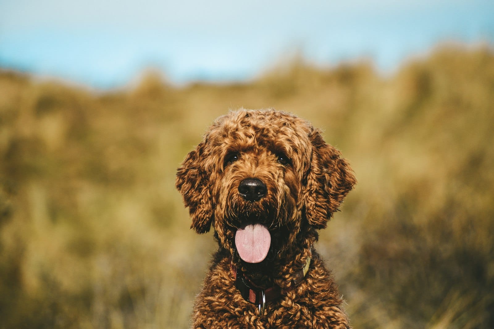 Doodle dog outdoors, representing vet-reviewed Doodle breed guides on Doodle Breed Expert
