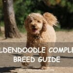 Goldendoodle Complete Breed Guide