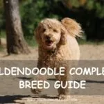 Goldendoodle Complete Breed Guide