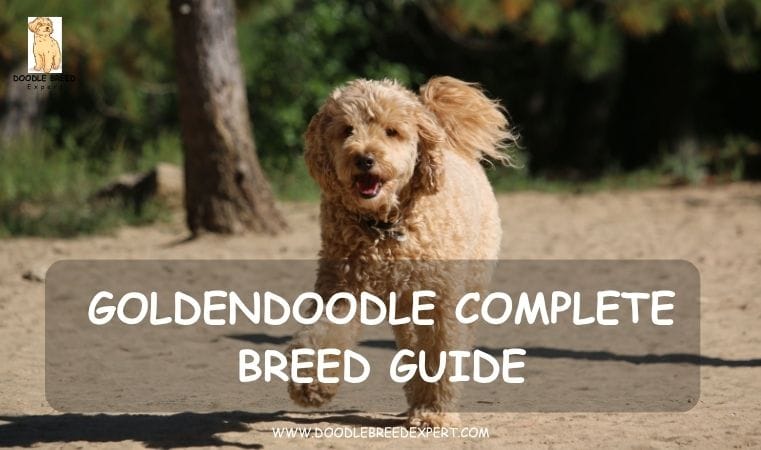 Goldendoodle Complete Breed Guide