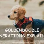 Goldendoodle Generations Explained