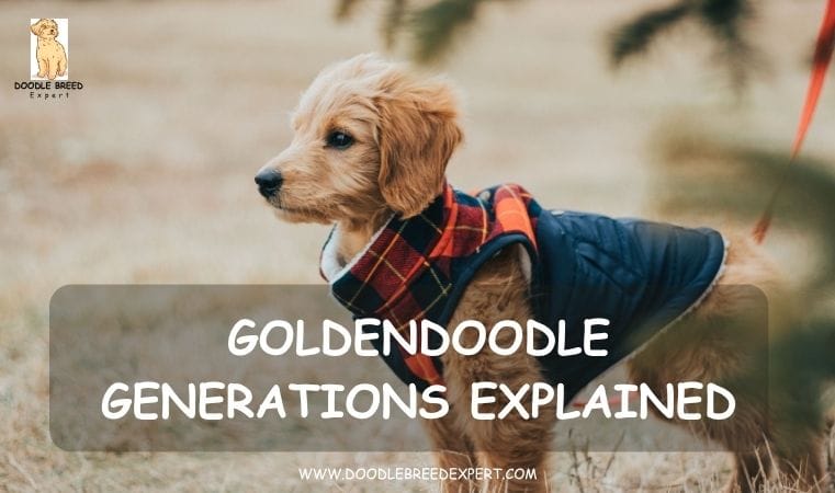 Goldendoodle Generations Explained