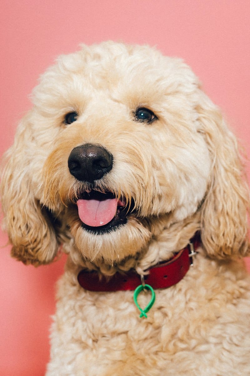 Goldendoodle dog, a family-friendly Doodle breed