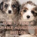 How to Find a Reputable Aussiedoodle Breeder