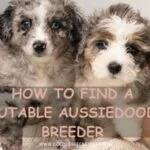 How to Find a Reputable Aussiedoodle Breeder