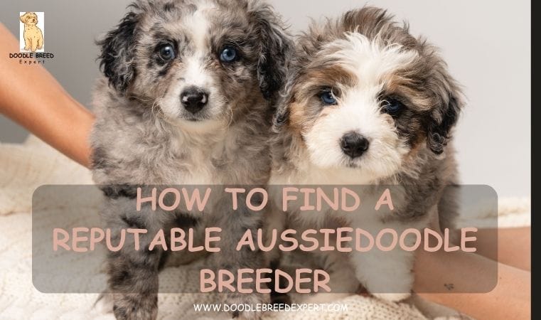 How to Find a Reputable Aussiedoodle Breeder
