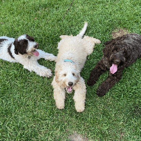 Australian Labradoodle from Oak Leaf Labradoodles in Birmingham, Alabama