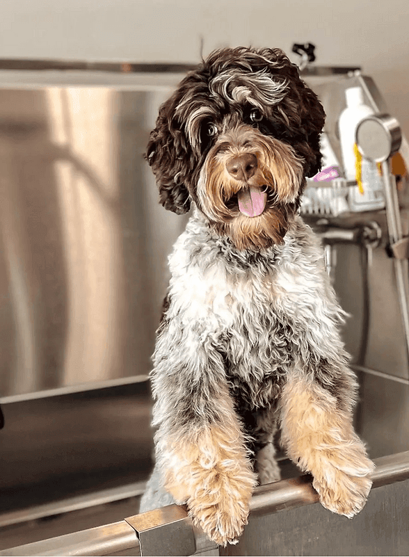 Chocolate roan tri phantom mini Australian Labradoodle from Southern Meadows Doodles in Decatur, Alabama