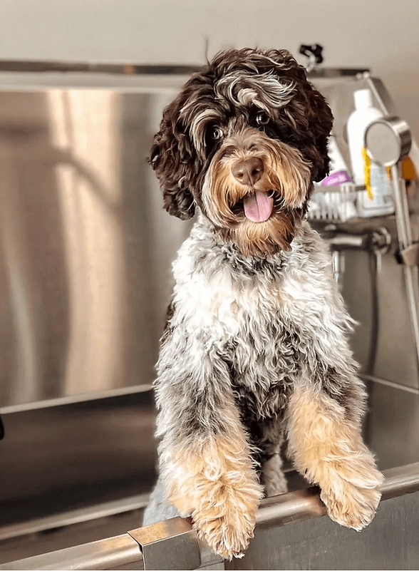 Chocolate roan tri phantom mini Australian Labradoodle from Southern Meadows Doodles in Decatur, Alabama