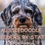 aussiedoodle breeders by state