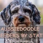 aussiedoodle breeders by state