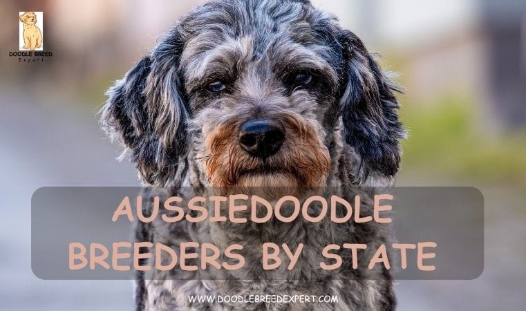 aussiedoodle breeders by state