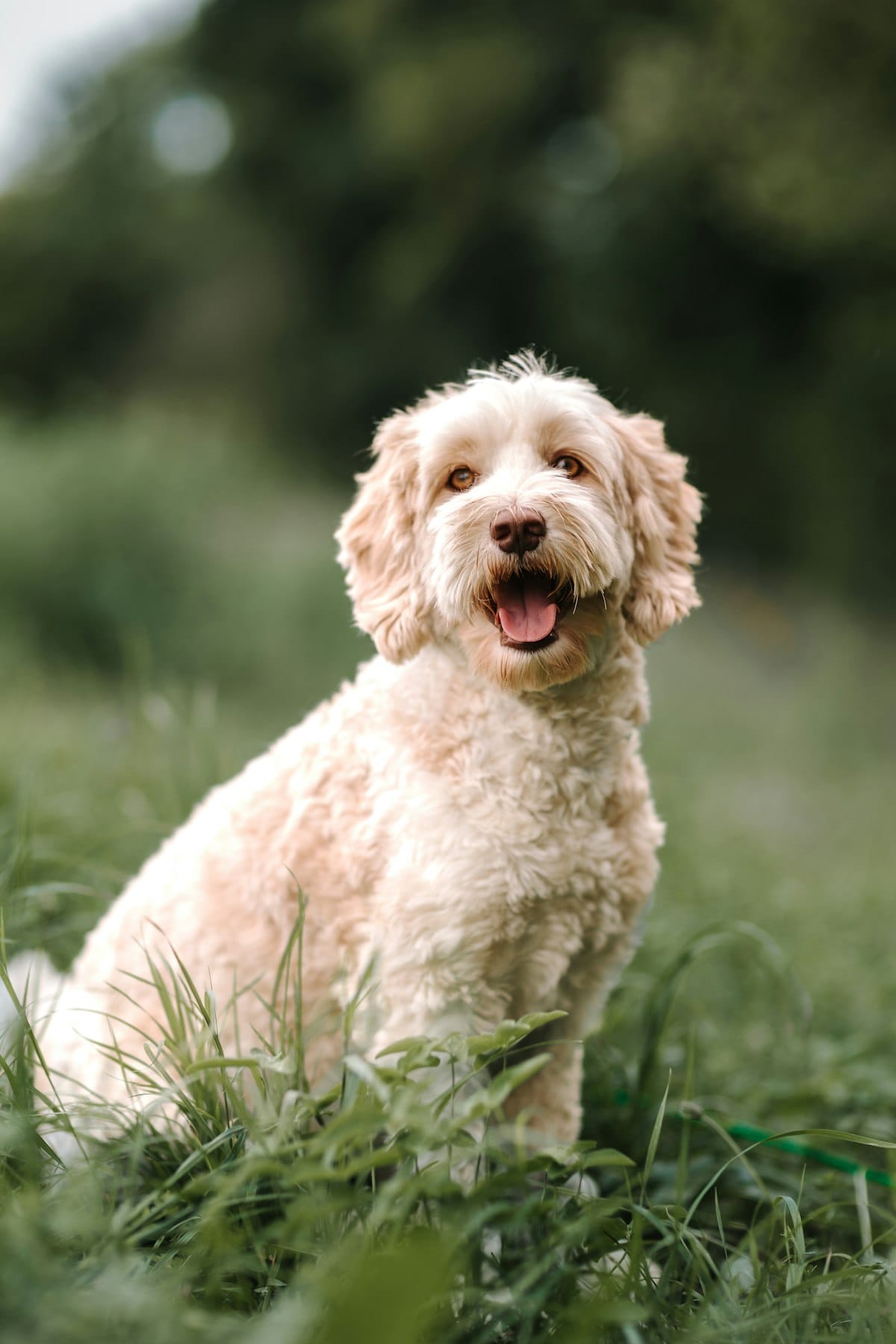 Australian Labradoodle with a cream, non-shedding coat sitting outdoors