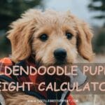 goldendoodle-puppy-weight-calculator