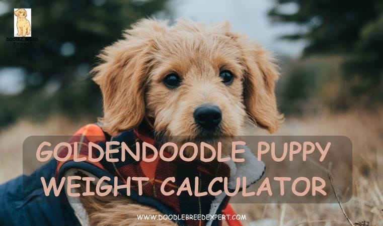 goldendoodle-puppy-weight-calculator